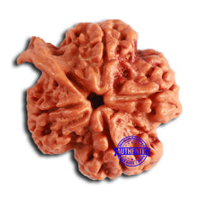 Load image into Gallery viewer, Nepalese Ganesh Rudraksha - Bead No. 216
