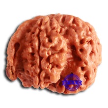 Load image into Gallery viewer, Nepalese Ganesh Rudraksha - Bead No. 216