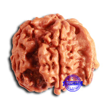 Load image into Gallery viewer, Nepalese Ganesh Rudraksha - Bead No. 216