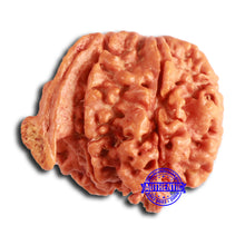 Load image into Gallery viewer, Nepalese Ganesh Rudraksha - Bead No. 218