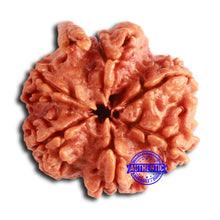 Load image into Gallery viewer, Nepalese Ganesh Rudraksha - Bead No. 219