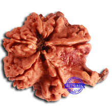 Load image into Gallery viewer, Nepalese Ganesh Rudraksha - Bead No. 213