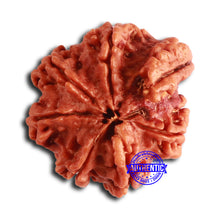 Load image into Gallery viewer, Nepalese Ganesh Rudraksha - Bead No. 223