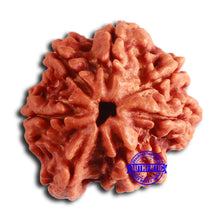 Load image into Gallery viewer, Nepalese Ganesh Rudraksha - Bead No. 222