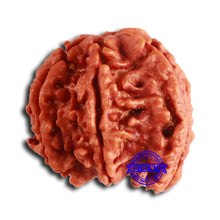 Load image into Gallery viewer, Nepalese Ganesh Rudraksha - Bead No. 222