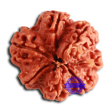 Load image into Gallery viewer, Nepalese Ganesh Rudraksha - Bead No. 223