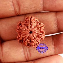 Load image into Gallery viewer, Nepalese Ganesh Rudraksha - Bead No. 223