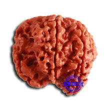 Load image into Gallery viewer, Nepalese Ganesh Rudraksha - Bead No. 223