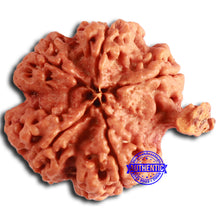 Load image into Gallery viewer, Nepalese Ganesh Rudraksha - Bead No. 224