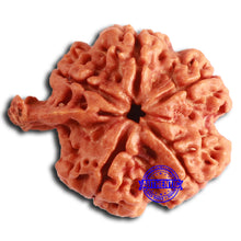 Load image into Gallery viewer, Nepalese Ganesh Rudraksha - Bead No. 224
