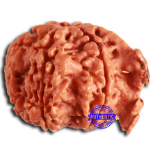 Load image into Gallery viewer, Nepalese Ganesh Rudraksha - Bead No. 224