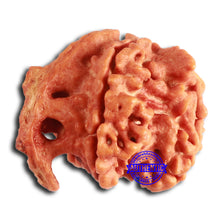 Load image into Gallery viewer, Nepalese Ganesh Rudraksha - Bead No. 225