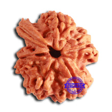 Load image into Gallery viewer, Nepalese Ganesh Rudraksha - Bead No. 226