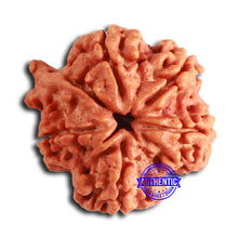 Load image into Gallery viewer, Nepalese Ganesh Rudraksha - Bead No. 227