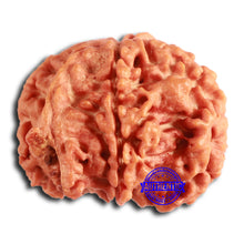 Load image into Gallery viewer, Nepalese Ganesh Rudraksha - Bead No. 227