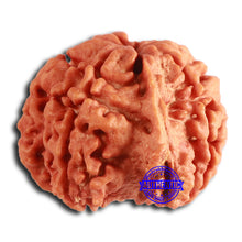 Load image into Gallery viewer, Nepalese Ganesh Rudraksha - Bead No. 227