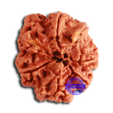 Load image into Gallery viewer, Nepalese Ganesh Rudraksha - Bead No. 228