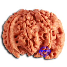 Load image into Gallery viewer, Nepalese Ganesh Rudraksha - Bead No. 228