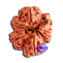 Load image into Gallery viewer, Nepalese Ganesh Rudraksha - Bead No. 229