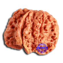 Load image into Gallery viewer, Nepalese Ganesh Rudraksha - Bead No. 229