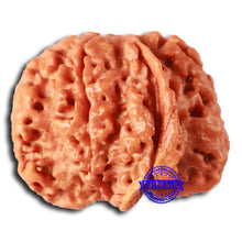 Load image into Gallery viewer, Nepalese Ganesh Rudraksha - Bead No. 229
