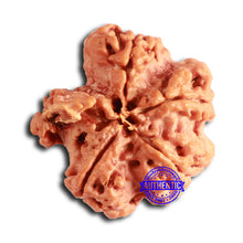 Load image into Gallery viewer, Nepalese Ganesh Rudraksha - Bead 231
