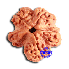 Load image into Gallery viewer, Nepalese Ganesh Rudraksha - Bead 231