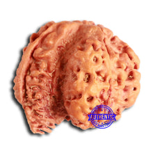 Load image into Gallery viewer, Nepalese Ganesh Rudraksha - Bead 231