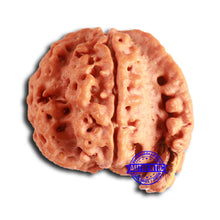 Load image into Gallery viewer, Nepalese Ganesh Rudraksha - Bead 231