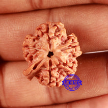 Load image into Gallery viewer, Nepalese Ganesh Rudraksha - Bead No. 232