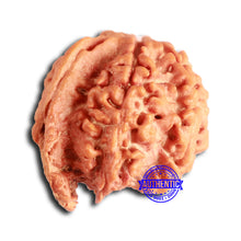 Load image into Gallery viewer, Nepalese Ganesh Rudraksha - Bead No. 232