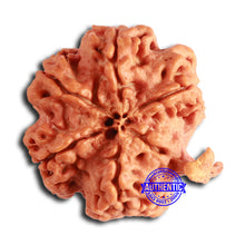 Load image into Gallery viewer, Nepalese Ganesh Rudraksha - Bead No. 233