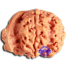 Load image into Gallery viewer, Nepalese Ganesh Rudraksha - Bead No. 233