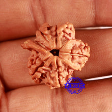 Load image into Gallery viewer, Nepalese Ganesh Rudraksha - Bead No. 234