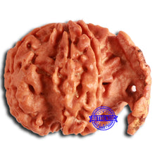Load image into Gallery viewer, Nepalese Ganesh Rudraksha - Bead No. 235