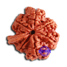 Load image into Gallery viewer, Nepalese Ganesh Rudraksha - Bead 238