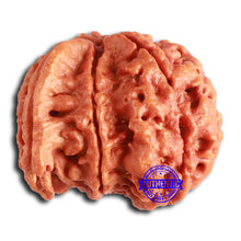 Load image into Gallery viewer, Nepalese Ganesh Rudraksha - Bead 238