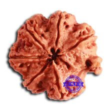 Load image into Gallery viewer, Nepalese Ganesh Rudraksha - Bead 240