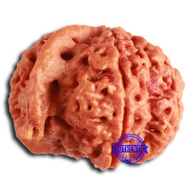 Load image into Gallery viewer, Nepalese Ganesh Rudraksha - Bead 240