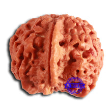 Load image into Gallery viewer, Nepalese Ganesh Rudraksha - Bead 240