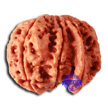Load image into Gallery viewer, Nepalese Ganesh Rudraksha - Bead No. 241