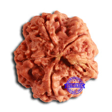 Load image into Gallery viewer, Nepalese Ganesh Rudraksha - Bead 242