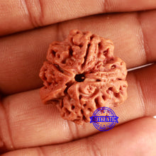 Load image into Gallery viewer, Nepalese Ganesh Rudraksha - Bead 242