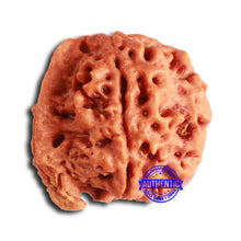 Load image into Gallery viewer, Nepalese Ganesh Rudraksha - Bead 242