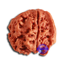 Load image into Gallery viewer, Nepalese Ganesh Rudraksha - Bead 242