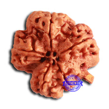 Load image into Gallery viewer, Nepalese Ganesh Rudraksha - Bead 248