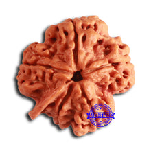 Load image into Gallery viewer, Nepalese Ganesh Rudraksha - Bead 248