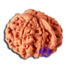 Load image into Gallery viewer, Nepalese Ganesh Rudraksha - Bead 248