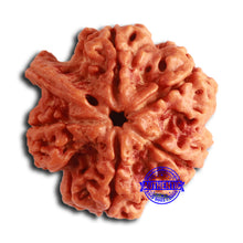 Load image into Gallery viewer, Nepalese Ganesh Rudraksha - Bead No. 251