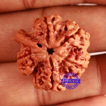 Load image into Gallery viewer, Nepalese Ganesh Rudraksha - Bead No. 251